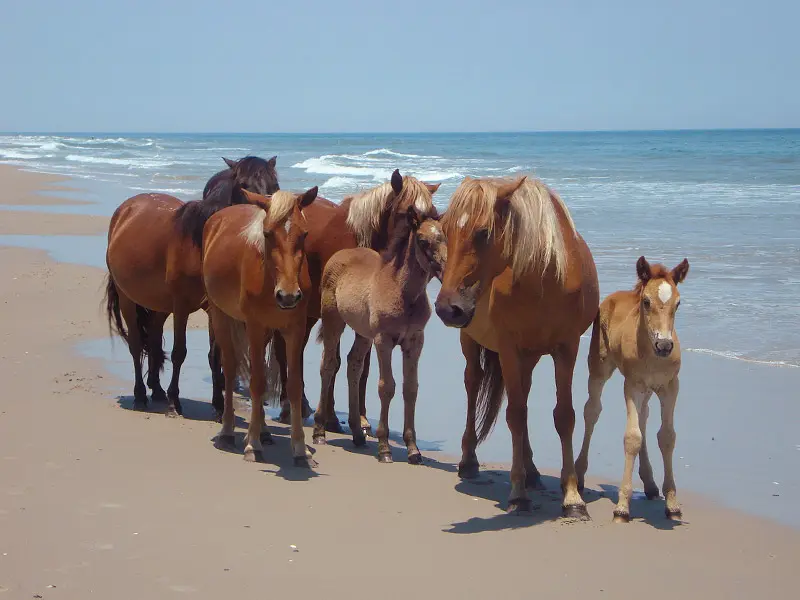 Corolla Wild Horses on beach NC