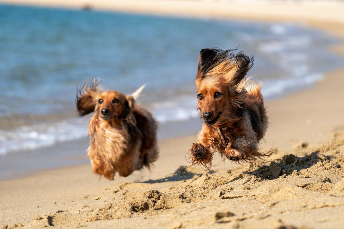 dogs playing on Pet friendly Beaches in NC